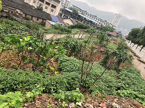 祁东县迎宾南路西侧太阳升村地段拍卖 (3)